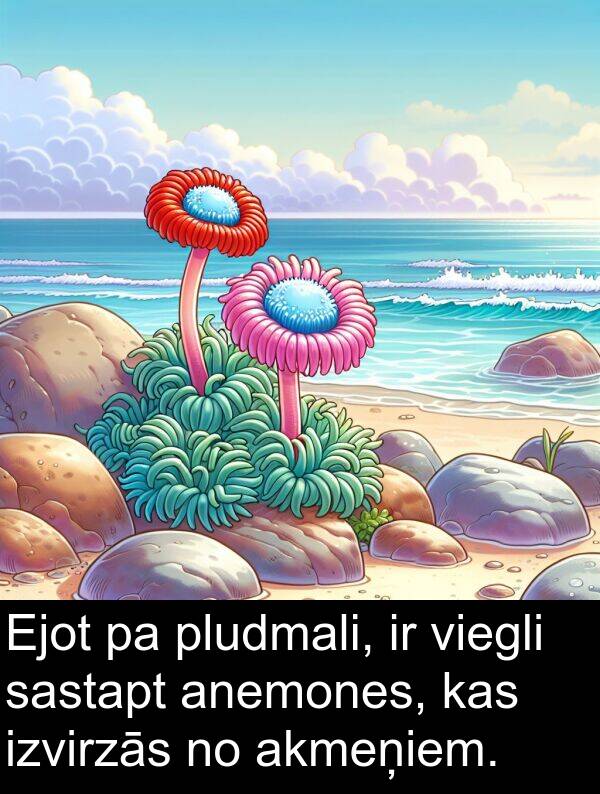 akmeņiem: Ejot pa pludmali, ir viegli sastapt anemones, kas izvirzās no akmeņiem.