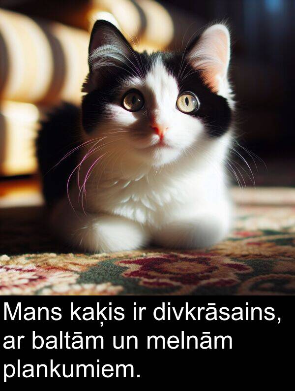 kaķis: Mans kaķis ir divkrāsains, ar baltām un melnām plankumiem.