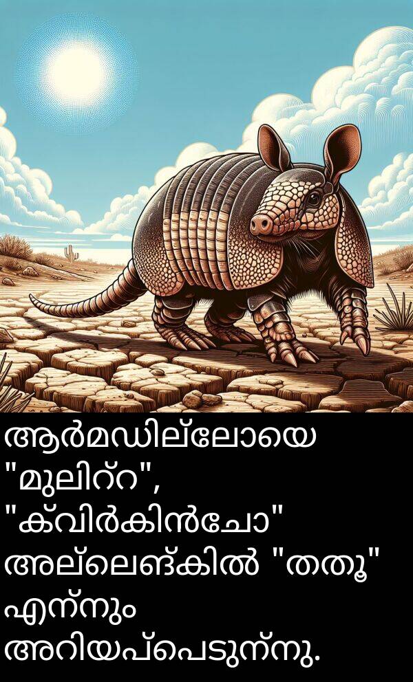 എന്നും: ആർമഡില്ലോയെ "മുലിറ്റ", "ക്വിർകിൻചോ" അല്ലെങ്കിൽ "തതൂ" എന്നും അറിയപ്പെടുന്നു.