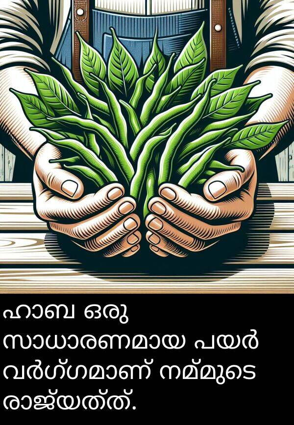 നമ്മുടെ: ഹാബ ഒരു സാധാരണമായ പയർ വർഗ്ഗമാണ് നമ്മുടെ രാജ്യത്ത്.