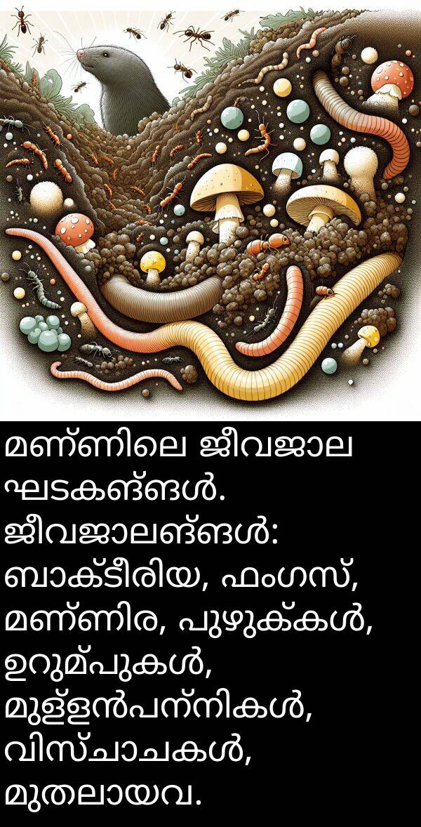 ഫംഗസ്: മണ്ണിലെ ജീവജാല ഘടകങ്ങൾ. ജീവജാലങ്ങൾ: ബാക്ടീരിയ, ഫംഗസ്, മണ്ണിര, പുഴുക്കൾ, ഉറുമ്പുകൾ, മുള്ളൻപന്നികൾ, വിസ്ചാചകൾ, മുതലായവ.