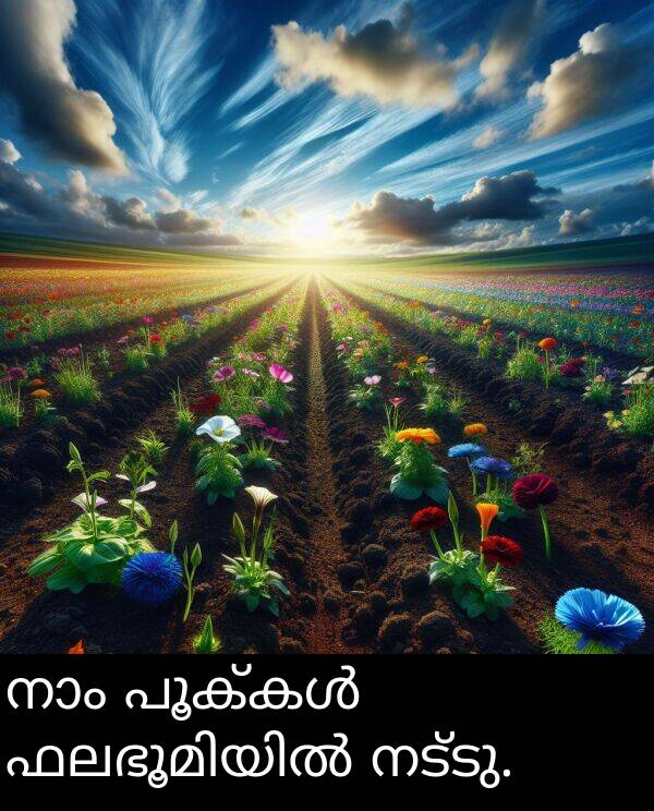 നട്ടു: നാം പൂക്കൾ ഫലഭൂമിയിൽ നട്ടു.