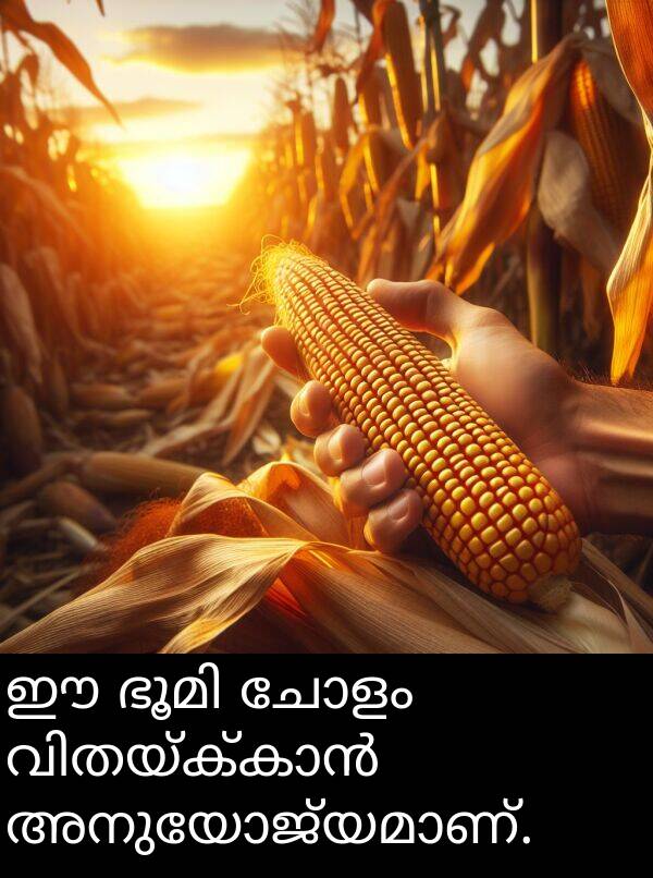 ചോളം: ഈ ഭൂമി ചോളം വിതയ്ക്കാൻ അനുയോജ്യമാണ്.