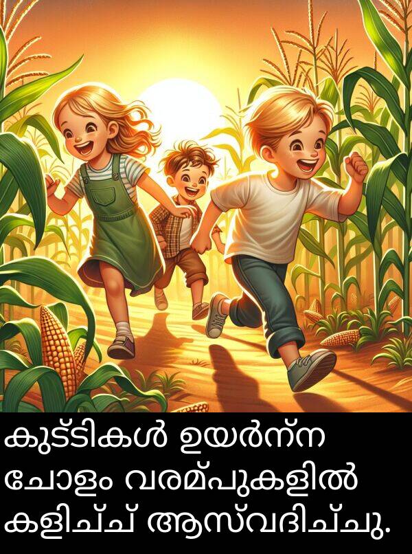 ചോളം: കുട്ടികൾ ഉയർന്ന ചോളം വരമ്പുകളിൽ കളിച്ച് ആസ്വദിച്ചു.