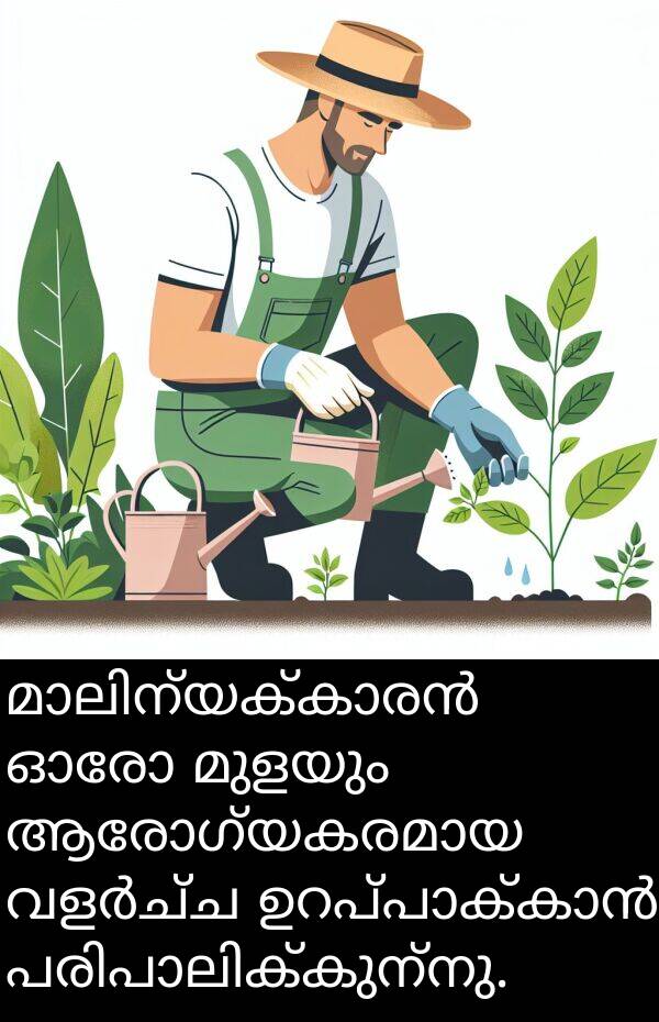 മുളയും: മാലിന്യക്കാരൻ ഓരോ മുളയും ആരോഗ്യകരമായ വളർച്ച ഉറപ്പാക്കാൻ പരിപാലിക്കുന്നു.