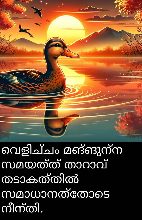 സമയത്ത്: വെളിച്ചം മങ്ങുന്ന സമയത്ത് താറാവ് തടാകത്തിൽ സമാധാനത്തോടെ നീന്തി.