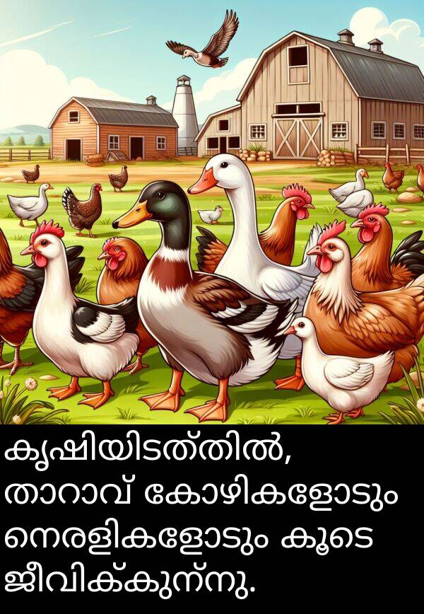 കൂടെ: കൃഷിയിടത്തിൽ, താറാവ് കോഴികളോടും നെരളികളോടും കൂടെ ജീവിക്കുന്നു.