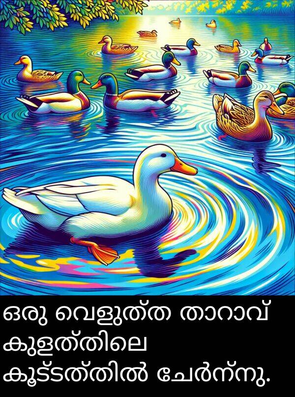 വെളുത്ത: ഒരു വെളുത്ത താറാവ് കുളത്തിലെ കൂട്ടത്തിൽ ചേർന്നു.
