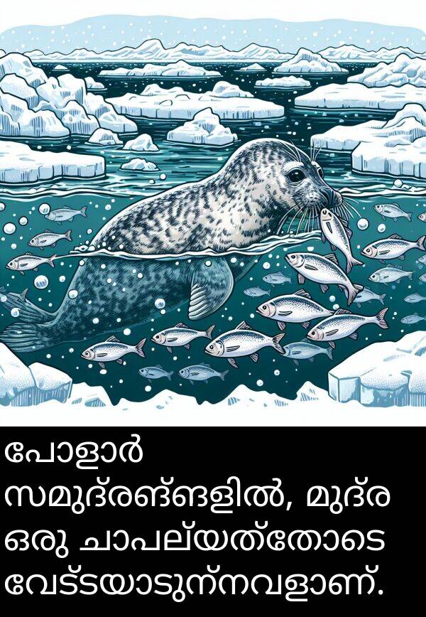 മുദ്ര: പോളാർ സമുദ്രങ്ങളിൽ, മുദ്ര ഒരു ചാപല്യത്തോടെ വേട്ടയാടുന്നവളാണ്.