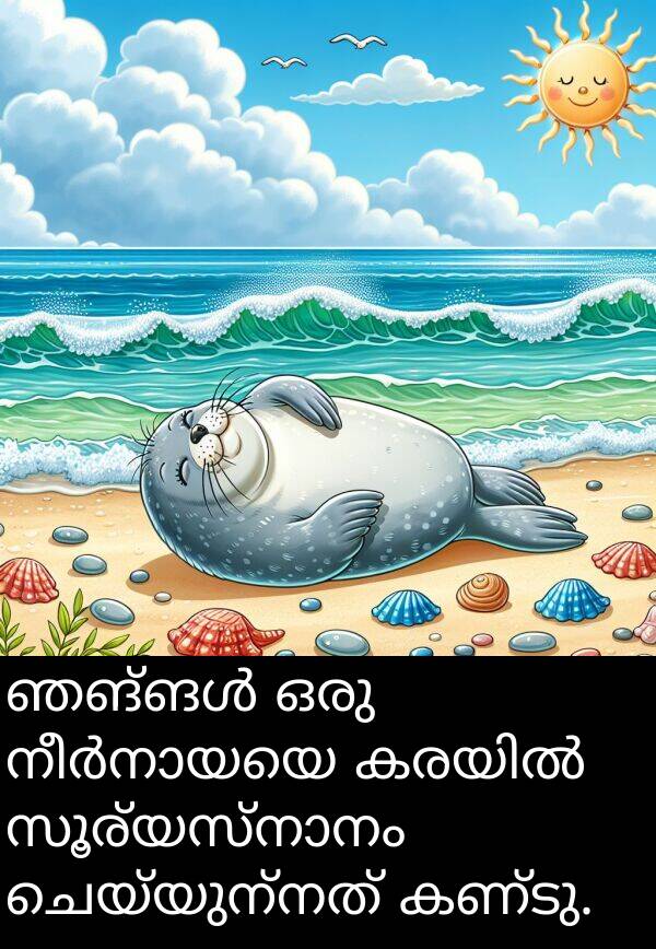 ചെയ്യുന്നത്: ഞങ്ങൾ ഒരു നീർനായയെ കരയിൽ സൂര്യസ്നാനം ചെയ്യുന്നത് കണ്ടു.