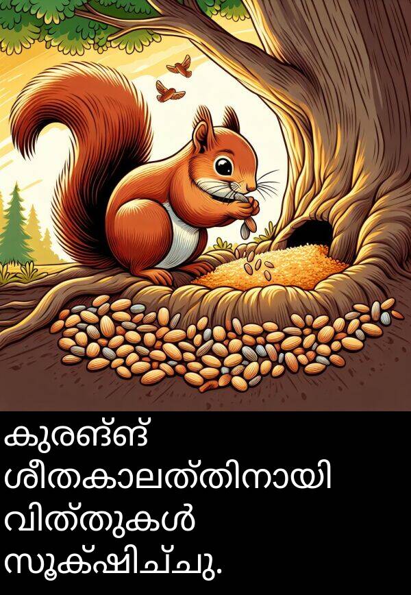കുരങ്ങ്: കുരങ്ങ് ശീതകാലത്തിനായി വിത്തുകൾ സൂക്ഷിച്ചു.