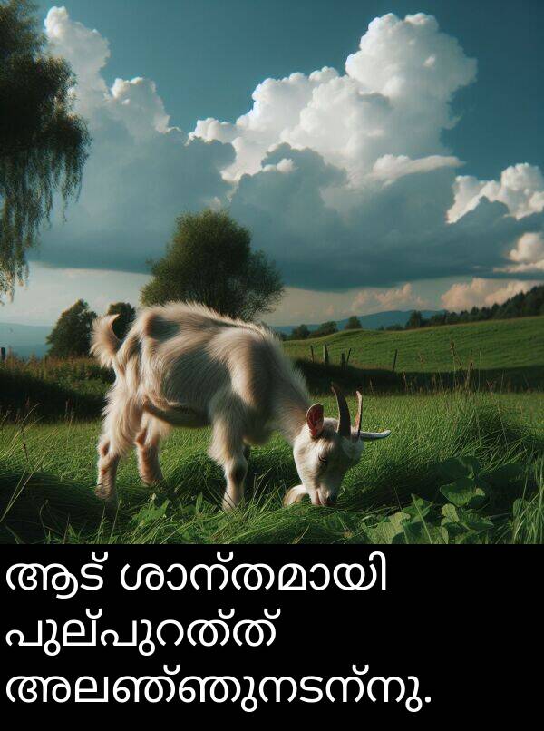 ആട്: ആട് ശാന്തമായി പുല്പുറത്ത് അലഞ്ഞുനടന്നു.