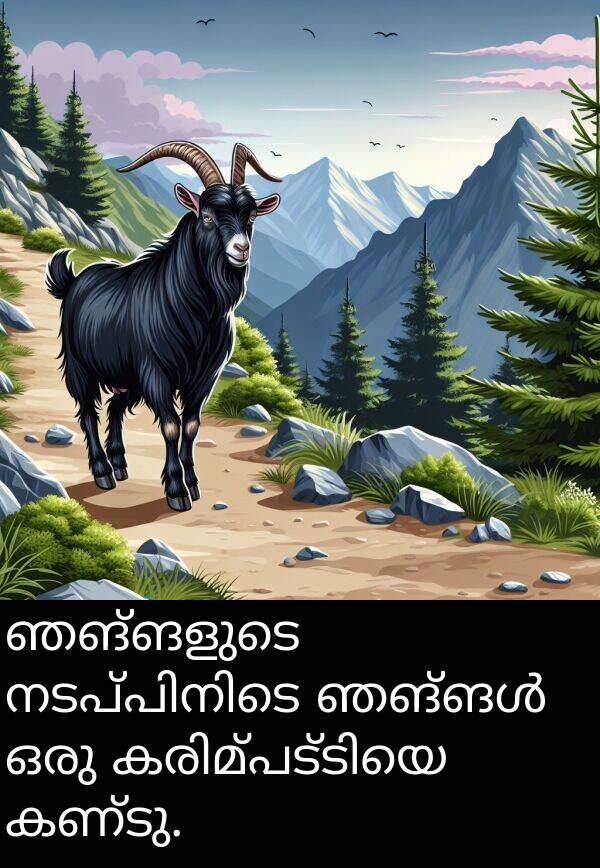 ഞങ്ങളുടെ: ഞങ്ങളുടെ നടപ്പിനിടെ ഞങ്ങൾ ഒരു കരിമ്പട്ടിയെ കണ്ടു.