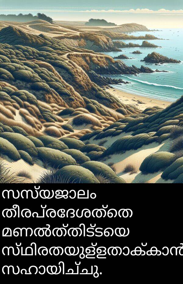 തീരപ്രദേശത്തെ: സസ്യജാലം തീരപ്രദേശത്തെ മണൽത്തിട്ടയെ സ്ഥിരതയുള്ളതാക്കാൻ സഹായിച്ചു.