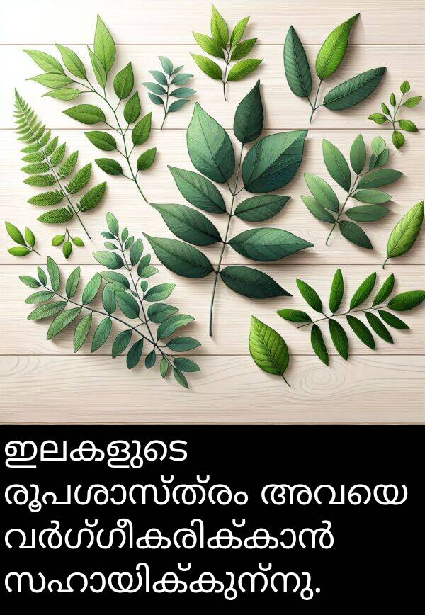 ഇലകളുടെ: ഇലകളുടെ രൂപശാസ്ത്രം അവയെ വർഗ്ഗീകരിക്കാൻ സഹായിക്കുന്നു.
