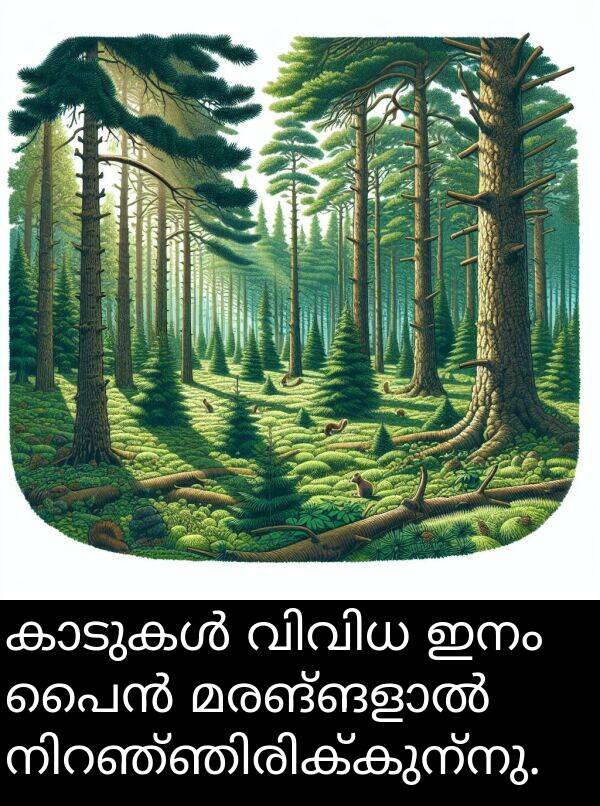 ഇനം: കാടുകൾ വിവിധ ഇനം പൈൻ മരങ്ങളാൽ നിറഞ്ഞിരിക്കുന്നു.