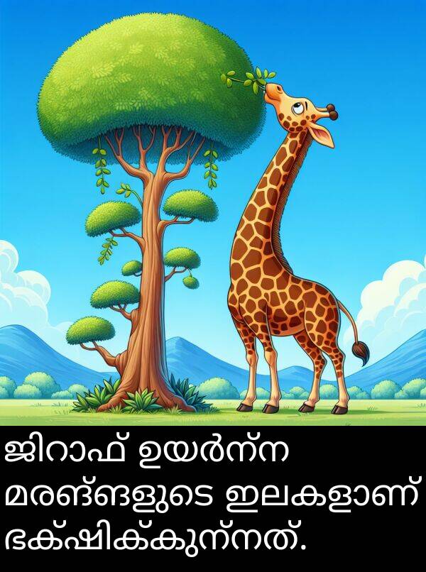 മരങ്ങളുടെ: ജിറാഫ് ഉയർന്ന മരങ്ങളുടെ ഇലകളാണ് ഭക്ഷിക്കുന്നത്.