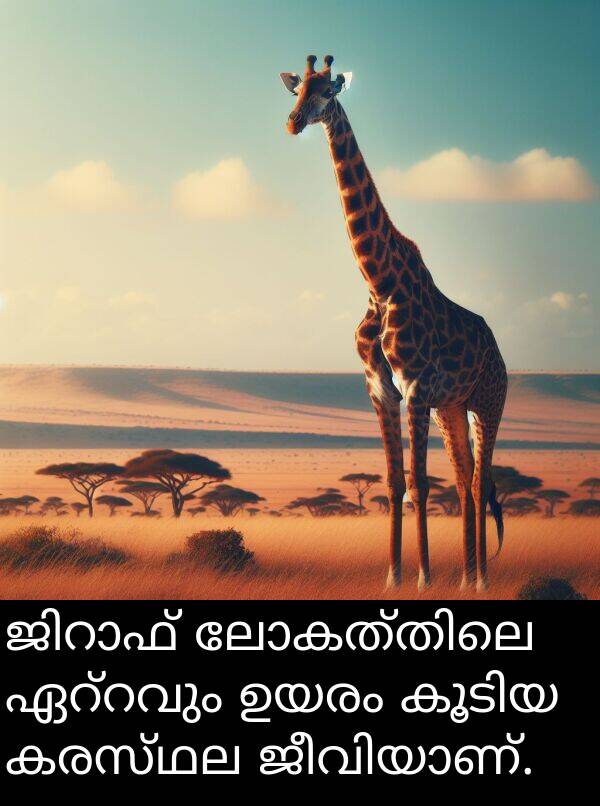 കരസ്ഥല: ജിറാഫ് ലോകത്തിലെ ഏറ്റവും ഉയരം കൂടിയ കരസ്ഥല ജീവിയാണ്.