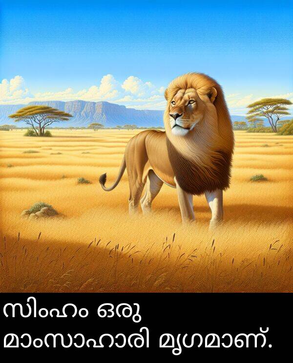 ഒരു: സിംഹം ഒരു മാംസാഹാരി മൃഗമാണ്.