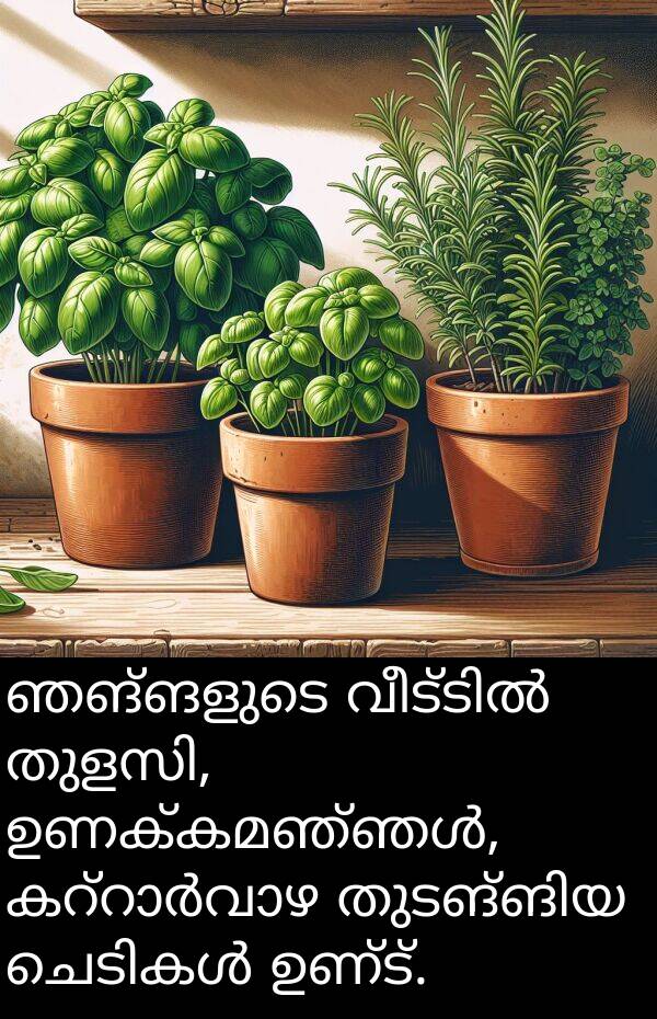ഞങ്ങളുടെ: ഞങ്ങളുടെ വീട്ടിൽ തുളസി, ഉണക്കമഞ്ഞൾ, കറ്റാർവാഴ തുടങ്ങിയ ചെടികൾ ഉണ്ട്.