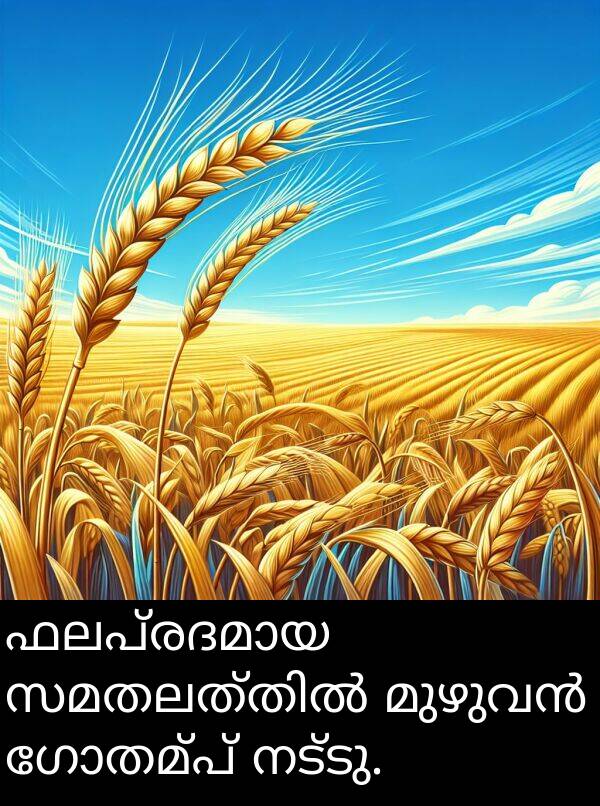 ഗോതമ്പ്: ഫലപ്രദമായ സമതലത്തിൽ മുഴുവൻ ഗോതമ്പ് നട്ടു.