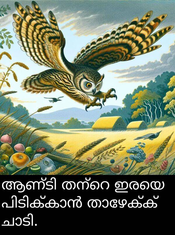 ഇരയെ: ആണ്ടി തന്റെ ഇരയെ പിടിക്കാൻ താഴേക്ക് ചാടി.
