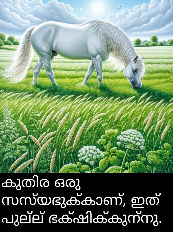 പുല്ല്: കുതിര ഒരു സസ്യഭുക്കാണ്, ഇത് പുല്ല് ഭക്ഷിക്കുന്നു.