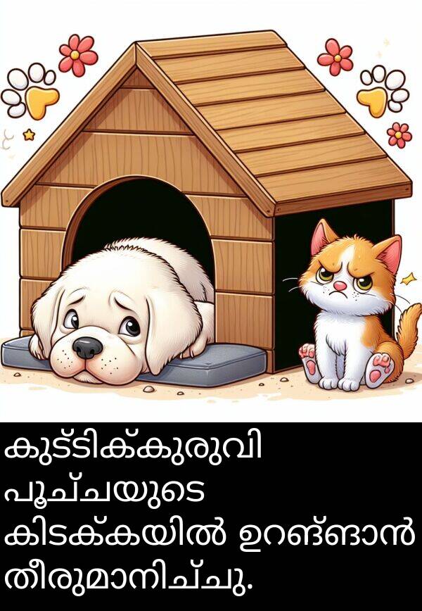 പൂച്ചയുടെ: കുട്ടിക്കുരുവി പൂച്ചയുടെ കിടക്കയിൽ ഉറങ്ങാൻ തീരുമാനിച്ചു.
