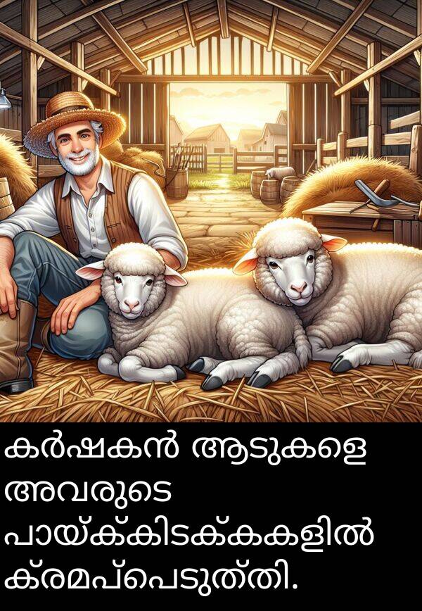 ആടുകളെ: കർഷകൻ ആടുകളെ അവരുടെ പായ്ക്കിടക്കകളിൽ ക്രമപ്പെടുത്തി.