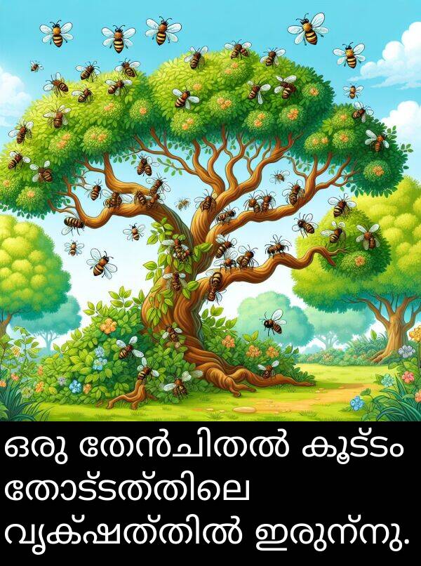 കൂട്ടം: ഒരു തേൻചിതൽ കൂട്ടം തോട്ടത്തിലെ വൃക്ഷത്തിൽ ഇരുന്നു.