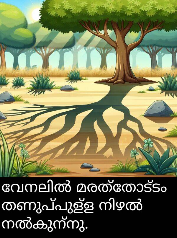 മരത്തോട്ടം: വേനലിൽ മരത്തോട്ടം തണുപ്പുള്ള നിഴൽ നൽകുന്നു.
