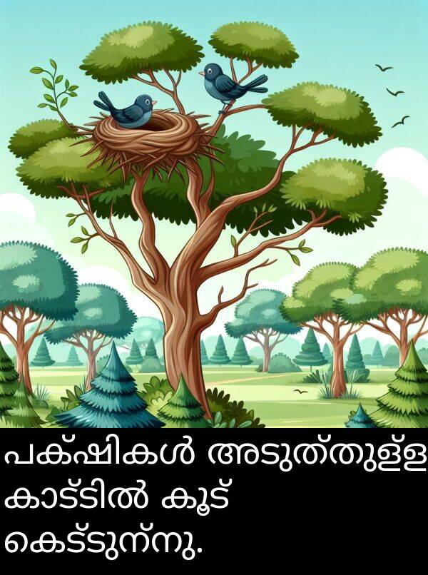 അടുത്തുള്ള: പക്ഷികൾ അടുത്തുള്ള കാട്ടിൽ കൂട് കെട്ടുന്നു.
