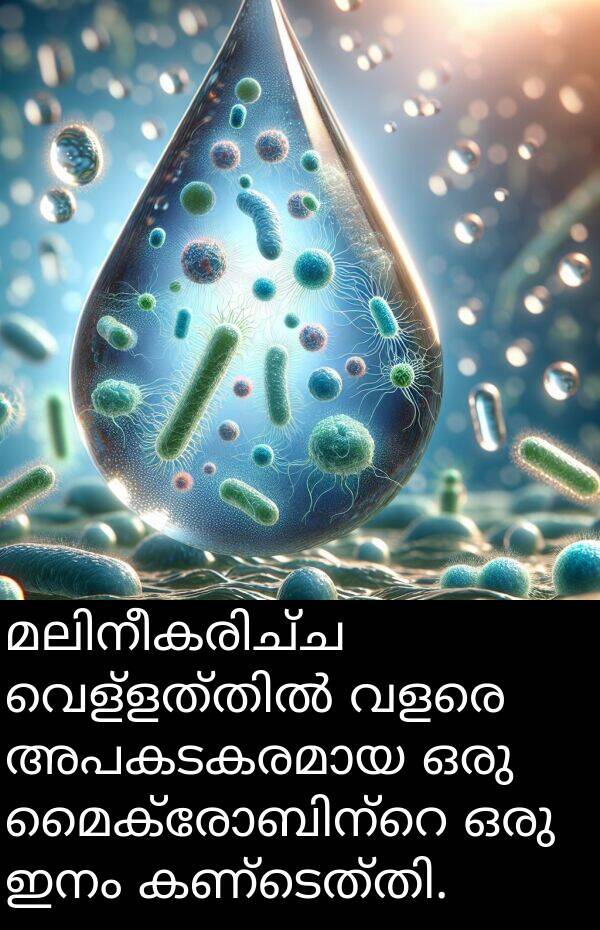 ഇനം: മലിനീകരിച്ച വെള്ളത്തിൽ വളരെ അപകടകരമായ ഒരു മൈക്രോബിന്റെ ഒരു ഇനം കണ്ടെത്തി.