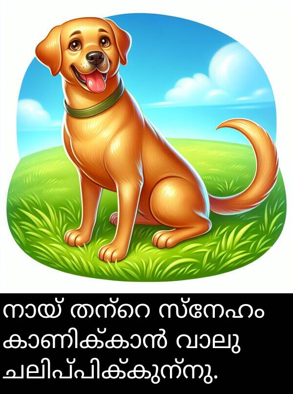 സ്നേഹം: നായ് തന്റെ സ്നേഹം കാണിക്കാൻ വാലു ചലിപ്പിക്കുന്നു.