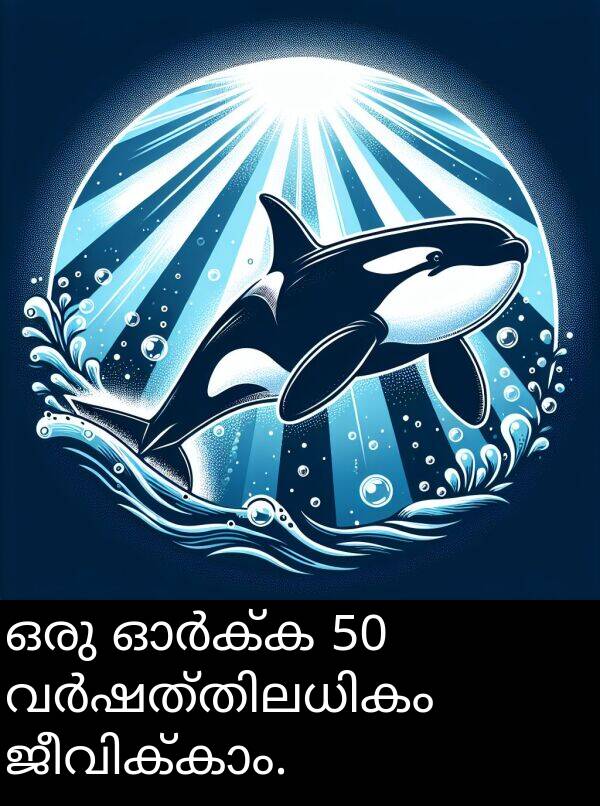 ഒരു: ഒരു ഓർക്ക 50 വർഷത്തിലധികം ജീവിക്കാം.