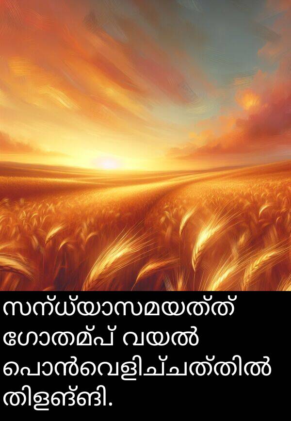ഗോതമ്പ്: സന്ധ്യാസമയത്ത് ഗോതമ്പ് വയൽ പൊൻവെളിച്ചത്തിൽ തിളങ്ങി.