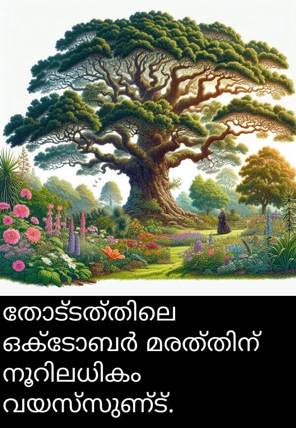 വയസ്സുണ്ട്: തോട്ടത്തിലെ ഒക്‌ടോബർ മരത്തിന് നൂറിലധികം വയസ്സുണ്ട്.