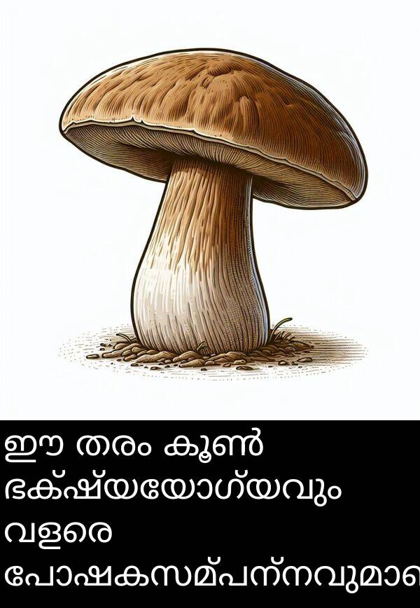 തരം: ഈ തരം കൂൺ ഭക്ഷ്യയോഗ്യവും വളരെ പോഷകസമ്പന്നവുമാണ്.