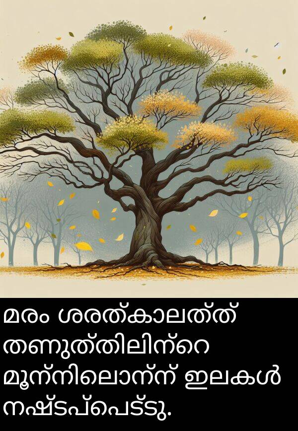 നഷ്ടപ്പെട്ടു: മരം ശരത്കാലത്ത് തണുത്തിലിന്റെ മൂന്നിലൊന്ന് ഇലകൾ നഷ്ടപ്പെട്ടു.