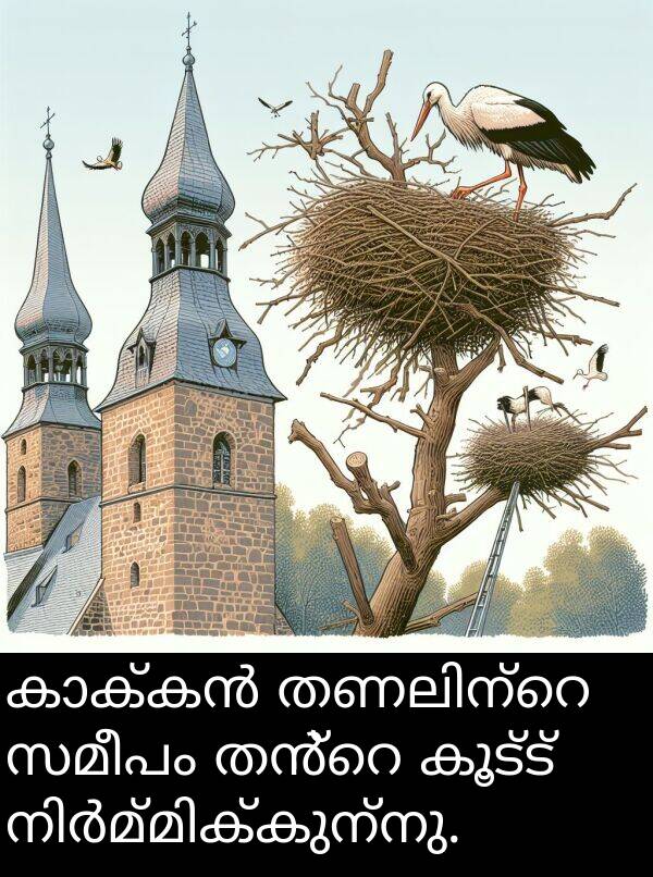 കൂട്ട്: കാക്കൻ തണലിന്റെ സമീപം തൻ്റെ കൂട്ട് നിർമ്മിക്കുന്നു.