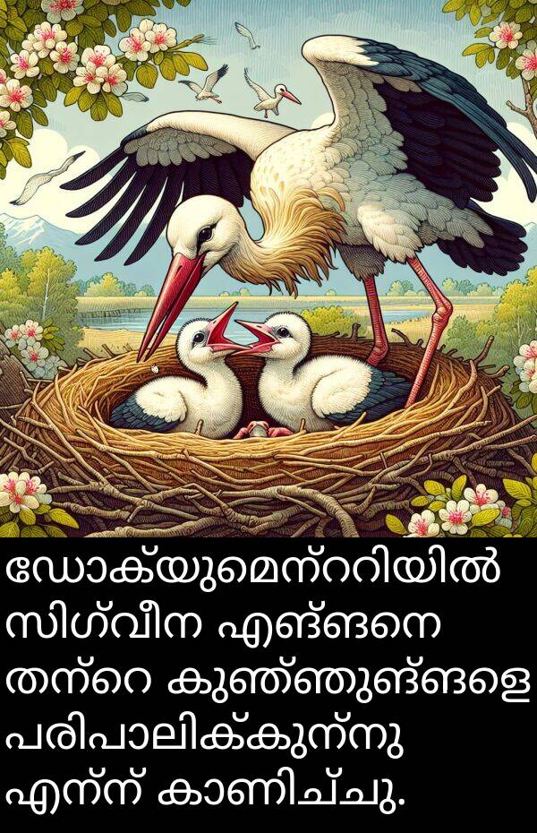കുഞ്ഞുങ്ങളെ: ഡോക്യുമെന്ററിയിൽ സിഗ്വീന എങ്ങനെ തന്റെ കുഞ്ഞുങ്ങളെ പരിപാലിക്കുന്നു എന്ന് കാണിച്ചു.