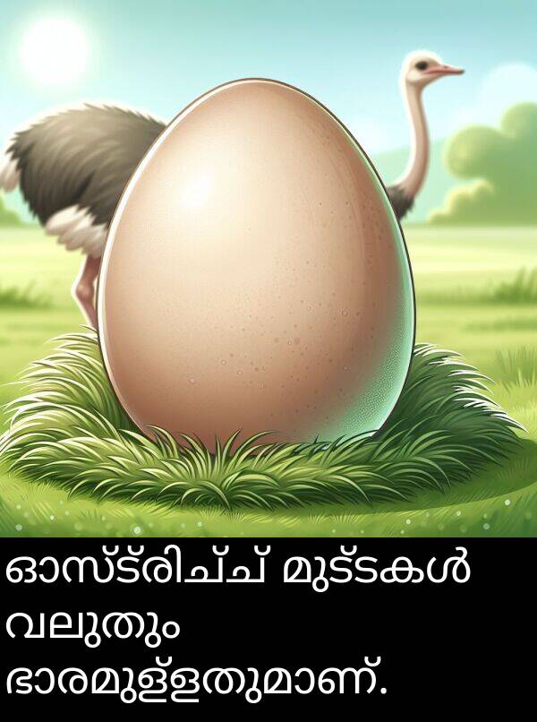 വലുതും: ഓസ്ട്രിച്ച് മുട്ടകൾ വലുതും ഭാരമുള്ളതുമാണ്.