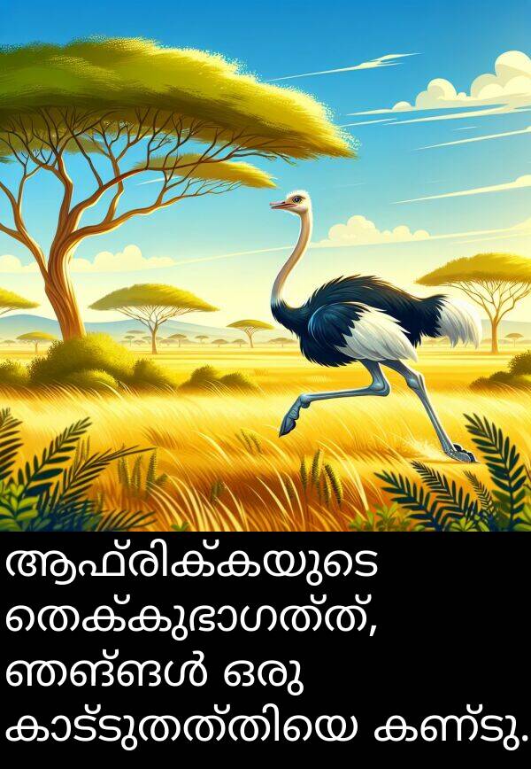 കണ്ടു: ആഫ്രിക്കയുടെ തെക്കുഭാഗത്ത്, ഞങ്ങൾ ഒരു കാട്ടുതത്തിയെ കണ്ടു.