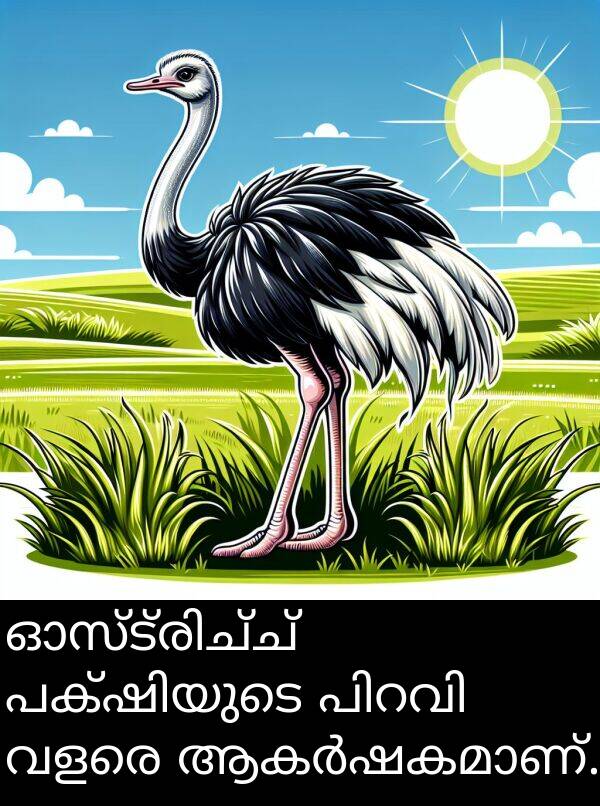 വളരെ: ഓസ്ട്രിച്ച് പക്ഷിയുടെ പിറവി വളരെ ആകർഷകമാണ്.