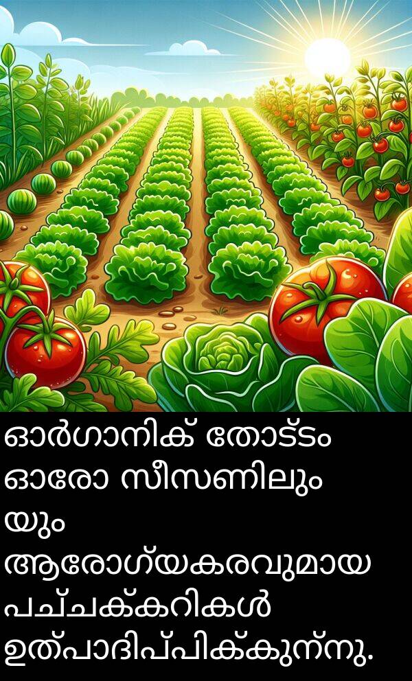 തോട്ടം: ഓർഗാനിക് തോട്ടം ഓരോ സീസണിലും تازയും ആരോഗ്യകരവുമായ പച്ചക്കറികൾ ഉത്പാദിപ്പിക്കുന്നു.