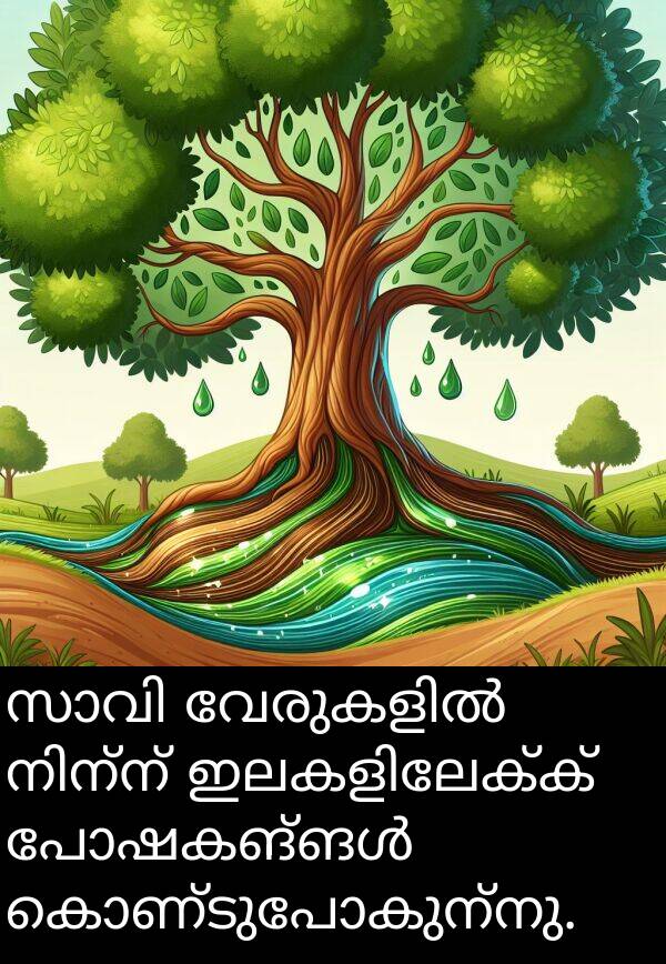 കൊണ്ടുപോകുന്നു: സാവി വേരുകളിൽ നിന്ന് ഇലകളിലേക്ക് പോഷകങ്ങൾ കൊണ്ടുപോകുന്നു.