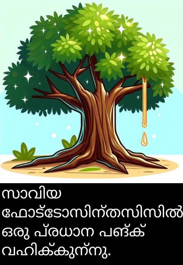 പങ്ക്: സാവിയ ഫോട്ടോസിന്തസിസിൽ ഒരു പ്രധാന പങ്ക് വഹിക്കുന്നു.