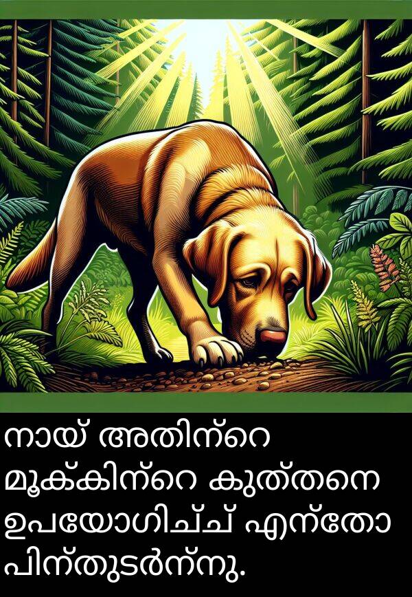കുത്തനെ: നായ് അതിന്റെ മൂക്കിന്റെ കുത്തനെ ഉപയോഗിച്ച് എന്തോ പിന്തുടർന്നു.