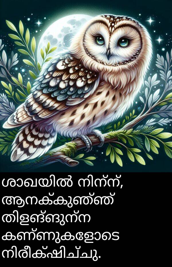ആനക്കുഞ്ഞ്: ശാഖയിൽ നിന്ന്, ആനക്കുഞ്ഞ് തിളങ്ങുന്ന കണ്ണുകളോടെ നിരീക്ഷിച്ചു.
