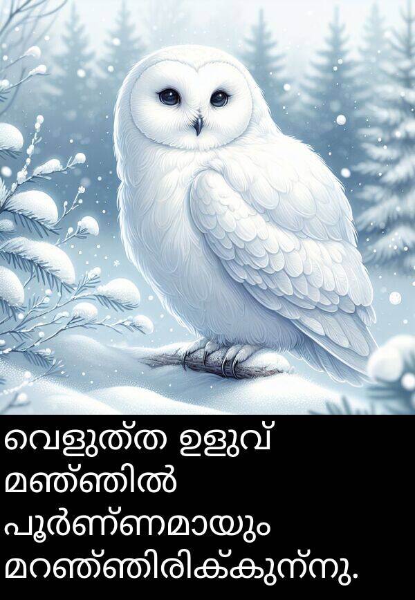 വെളുത്ത: വെളുത്ത ഉളുവ് മഞ്ഞിൽ പൂർണ്ണമായും മറഞ്ഞിരിക്കുന്നു.